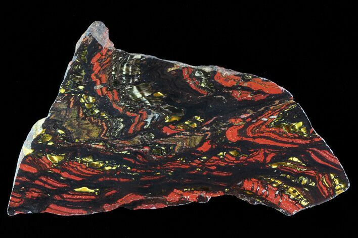 Polished Tiger Iron Stromatolite - ( Billion Years) #72902